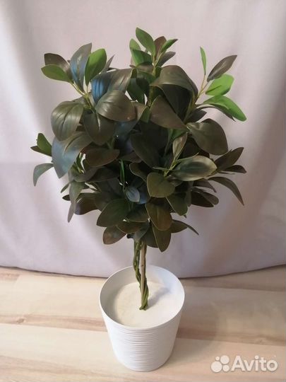 Искусственные цветы, фикус макламе