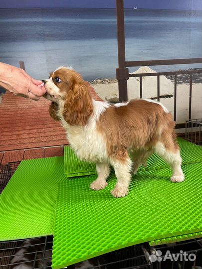 Щенки Кавалер Кинг Чальз Спаниеля