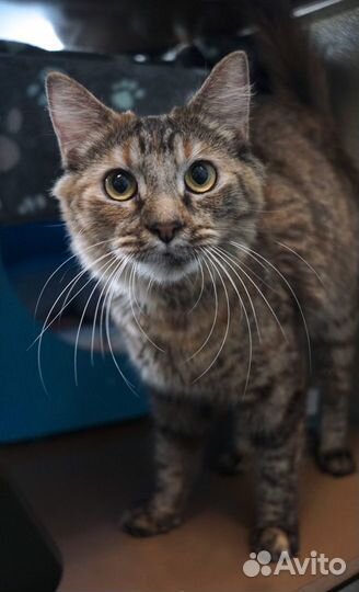 Ласковые тигровые полосатые коты и кошки бесплатно