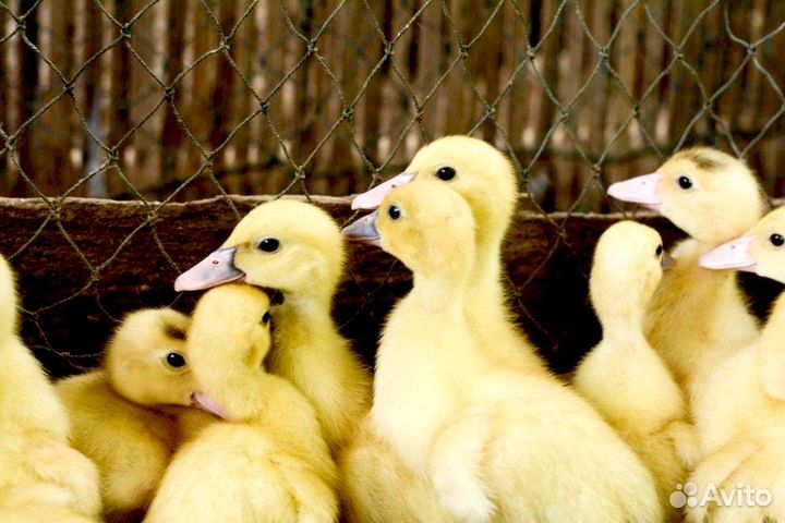 Утята бройлеры