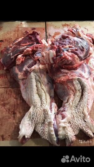 Обрезь головная говяжья