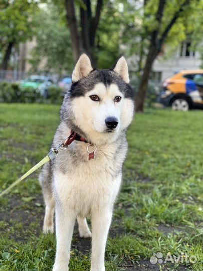 Вязка, чистокровный хаски мальчик