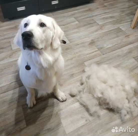 Груминг собак и кошек