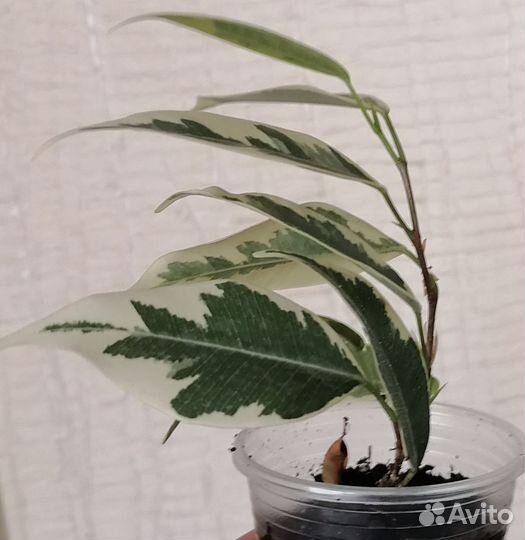 Фикус бенджамина сорт Саманта