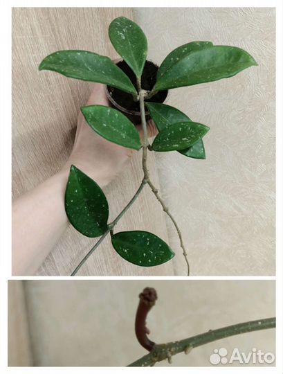 Хойи взрослые