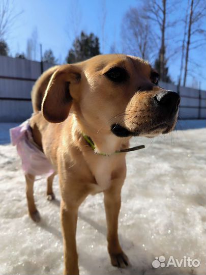 Щенки метисы