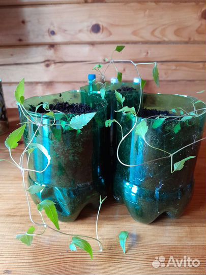 Княжик жёлтый