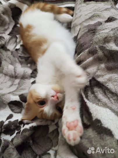 Рыжий котенок
