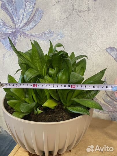 Сансевиерия