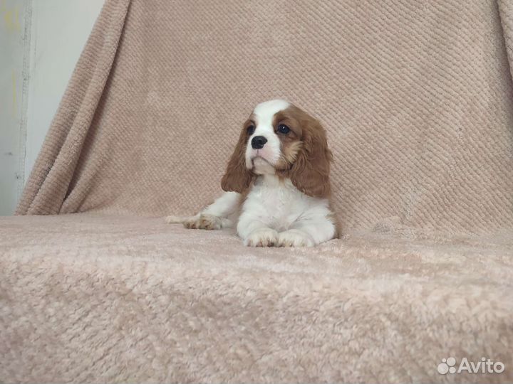 Девочка кавалер Кинг чарльз спаниель