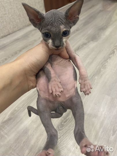 Канадский сфинкс котята