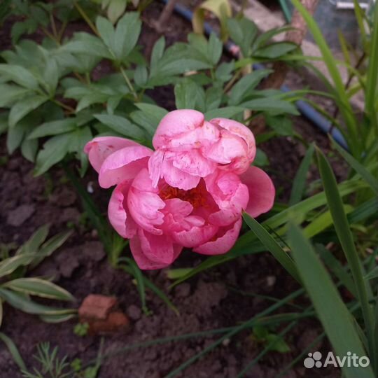 Пионы на август