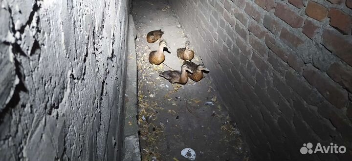 Утки подсадные для охоты, кряква