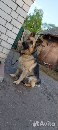 Щенки немецкой овчарки