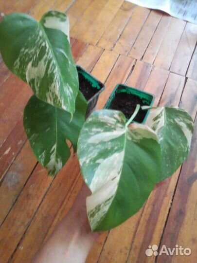 Монстера Альба и минима, Бурле вариегатный фил