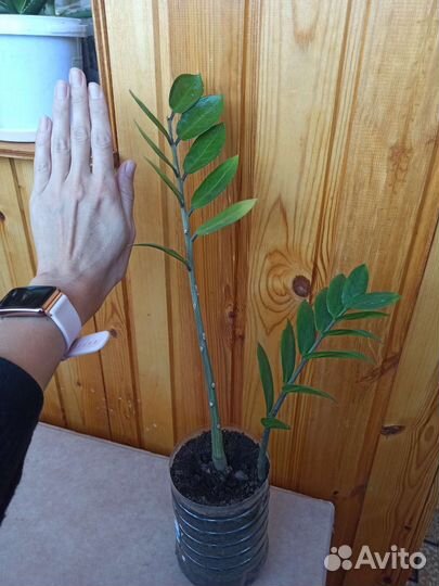 Комнатные цветы в ассортименте плюс отростки