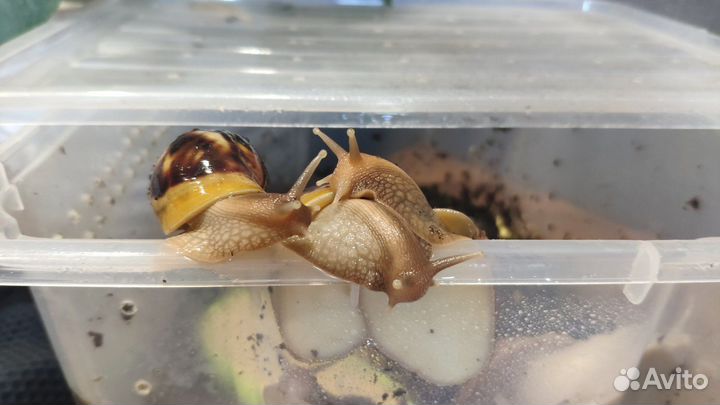 Улитки Ахатины бесплатно