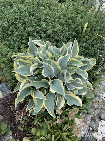 Хоста Либерти, Катерина и др сорта. Астильбы