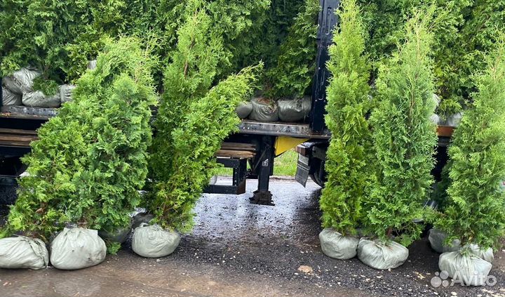 Туи Колумна оптом