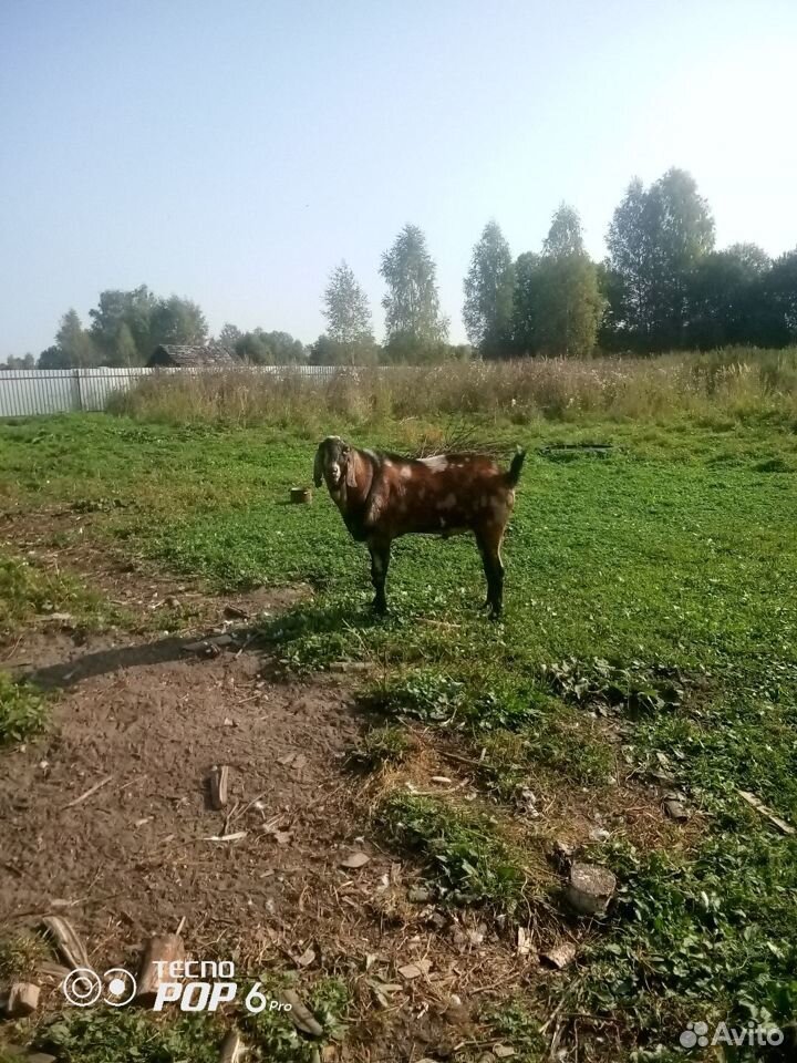 Англонубийский козел