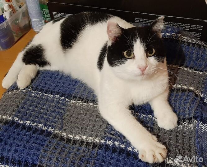 Кошечка Василиса