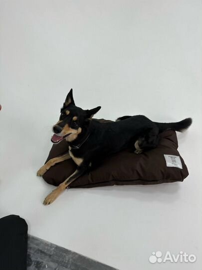 Лежанка для крупных собак (подарок к каждой)