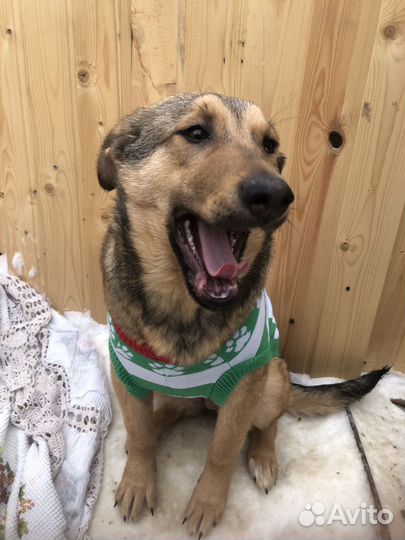 Отдам щенка девочку 8 мес