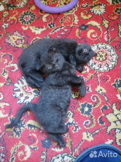 Отдам бесплатно