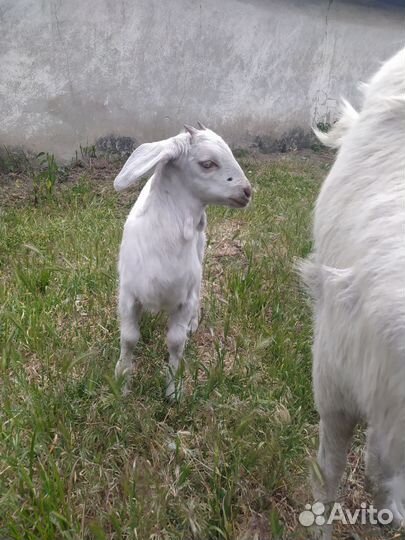 Козлята