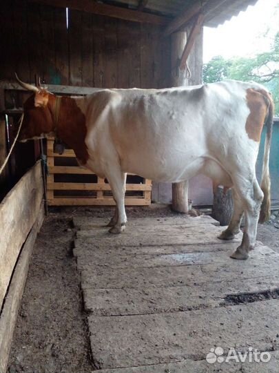 Корова дойная с теленком