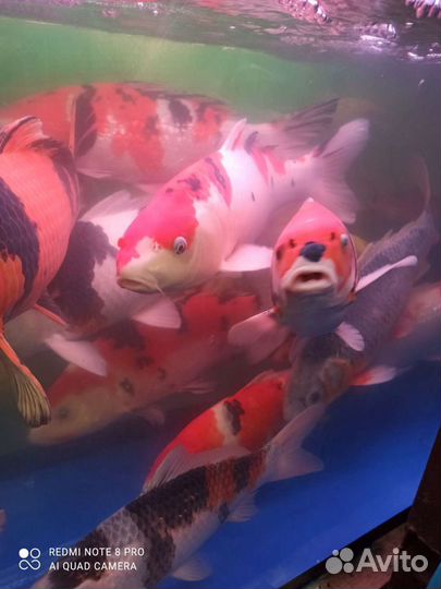 Карпы кои крупные