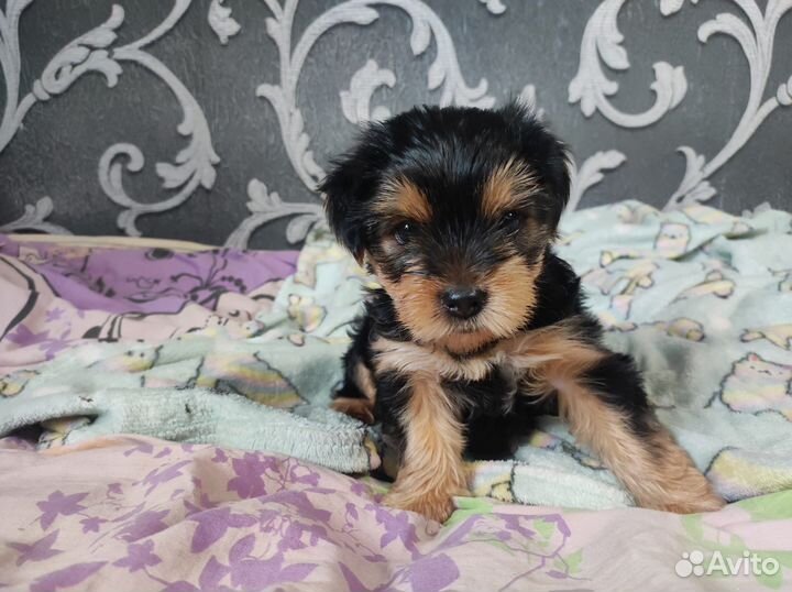 Йоркширский терьер