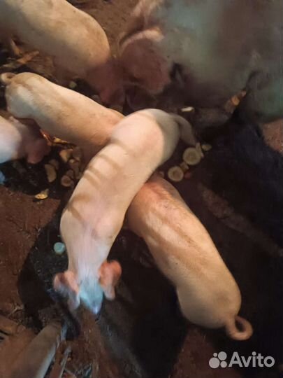 Поросенок гибрид