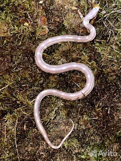 Скорпион, эублефары, птицеед синий