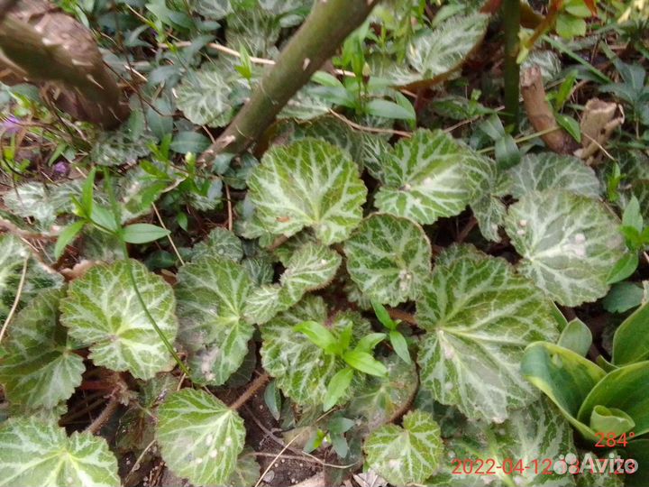 Камнеломка