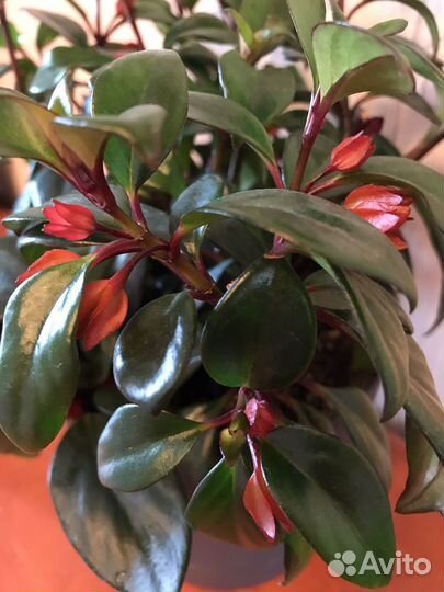 Нематантус тропикана, Алоказии