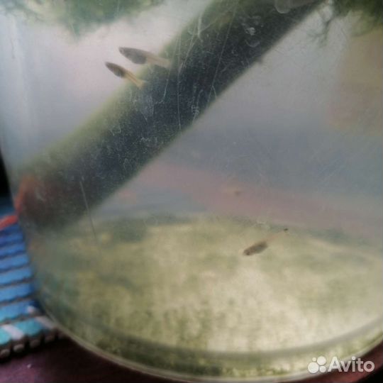 Аквариумные рыбки гуппи