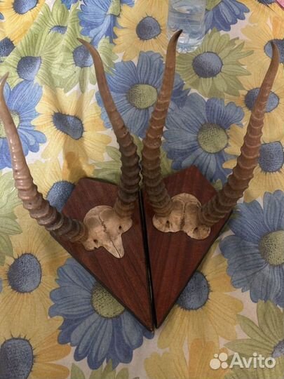 Сайгачьи рога