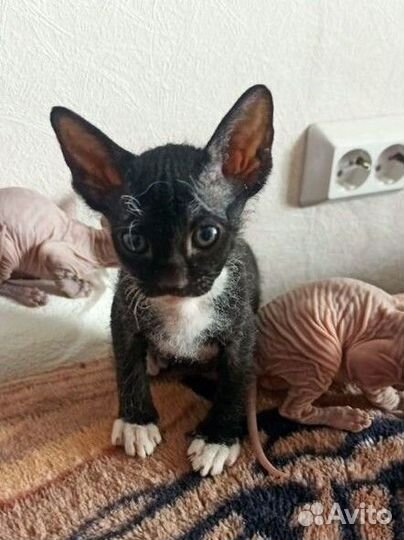 Котята сфинкс браш
