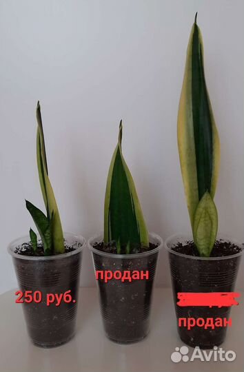 Сансевиерия Лауренти, цветы