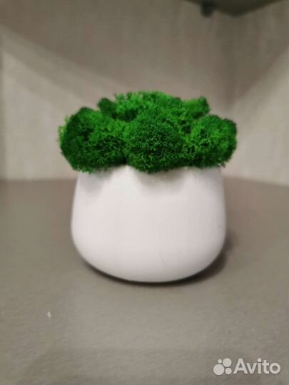 Кашпо со стабилизированным мхом