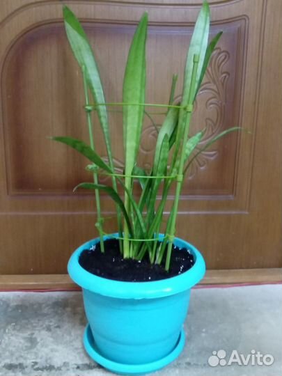 Сортовые сансевиерии