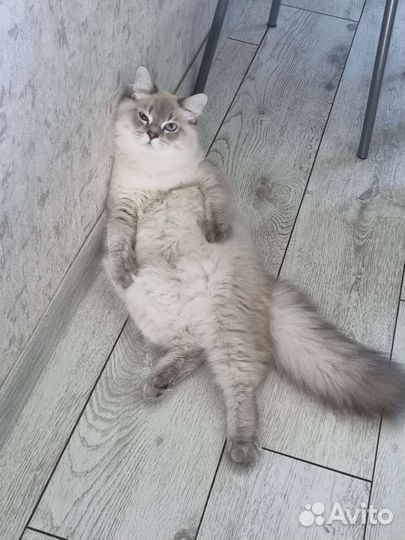 Кот на вязку