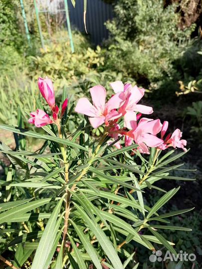 Олеандр сортовой