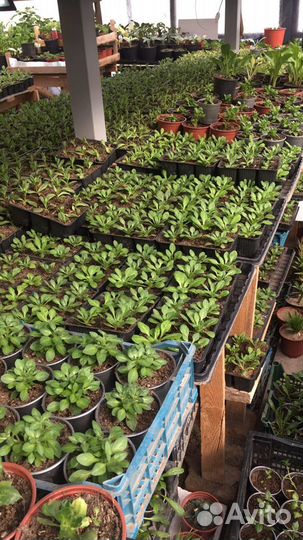 Эустома рассада