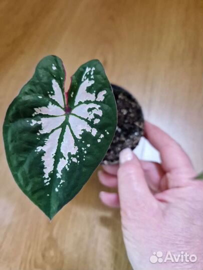 Каладиумы в ассортименте