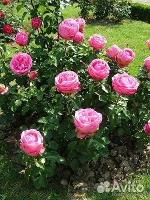 Кустовые розы саженцы