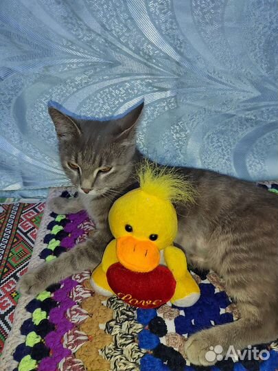 Кошка в добрые руки