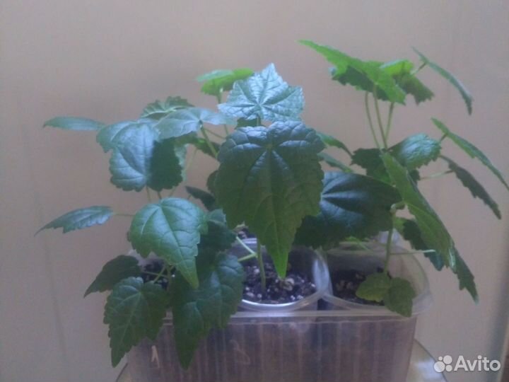 Клен комнатный абутилон