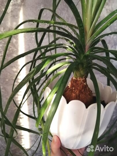 Бокарнея нолина